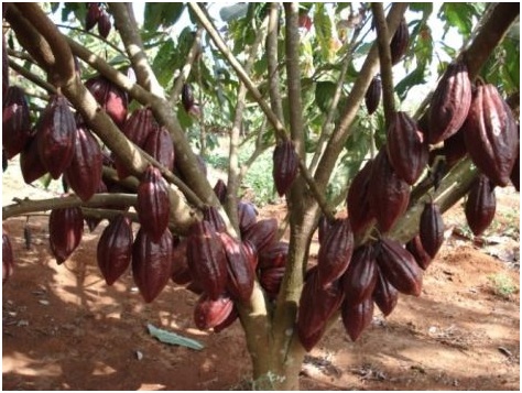 Cây Ca cao. Theobroma cacao L - Cây Thuốc Nam Quanh Ta